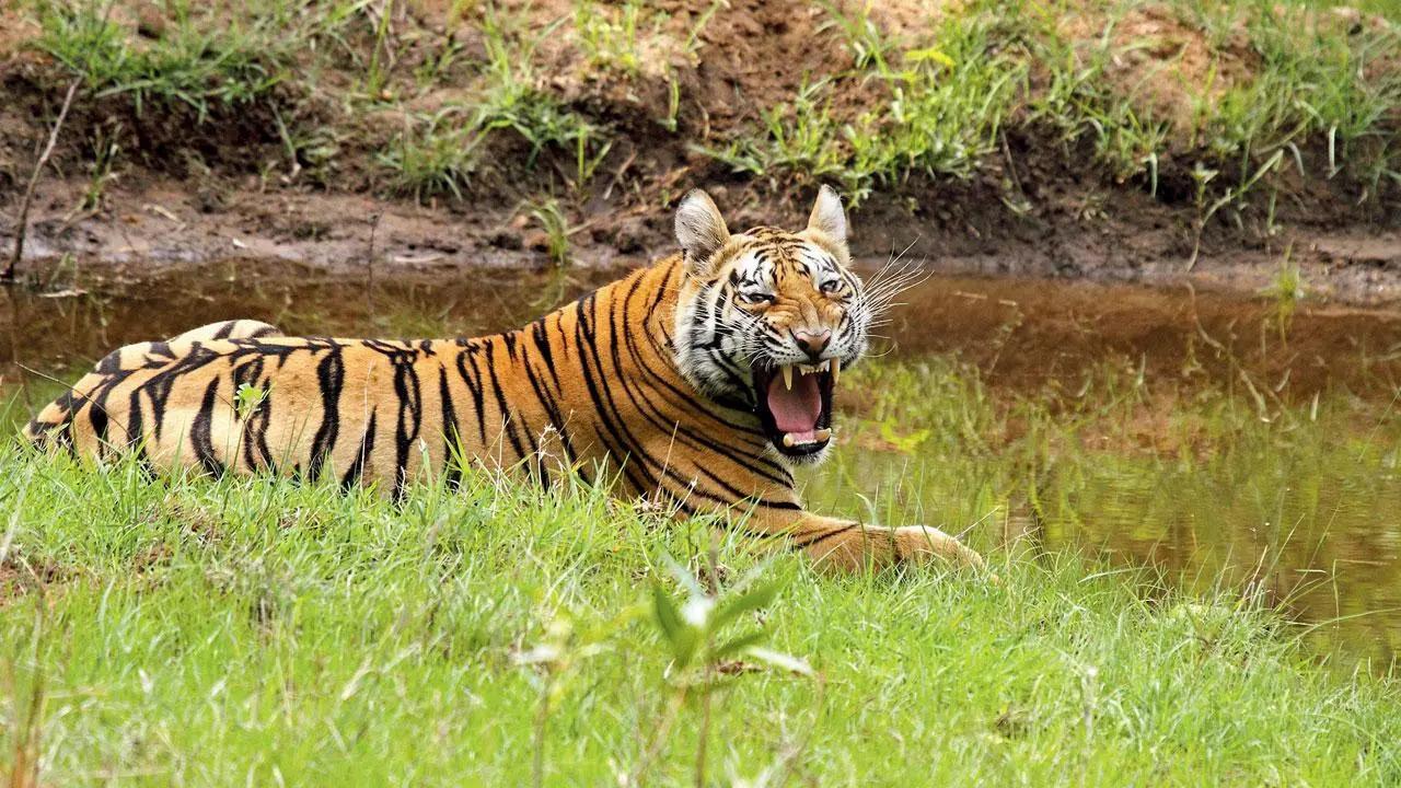 Madhav National Park designated as the eighth tiger reserve in Madhya Pradesh