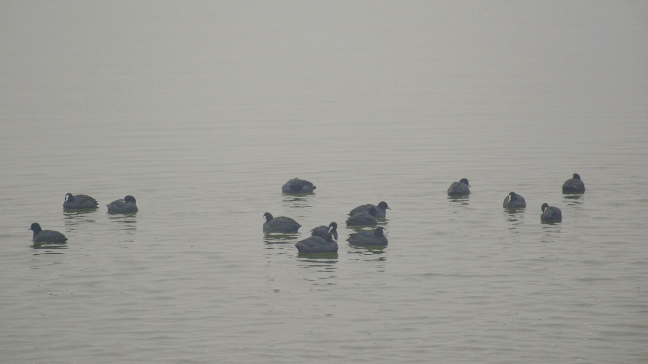 The fog makes Srinagar feel like a forgotten city from another time, it also brings a chill to the air. (In Pic: A flock of eurasian coot is seen at the Dal Lake on a foggy winter afternoon, in Srinagar on Saturday)