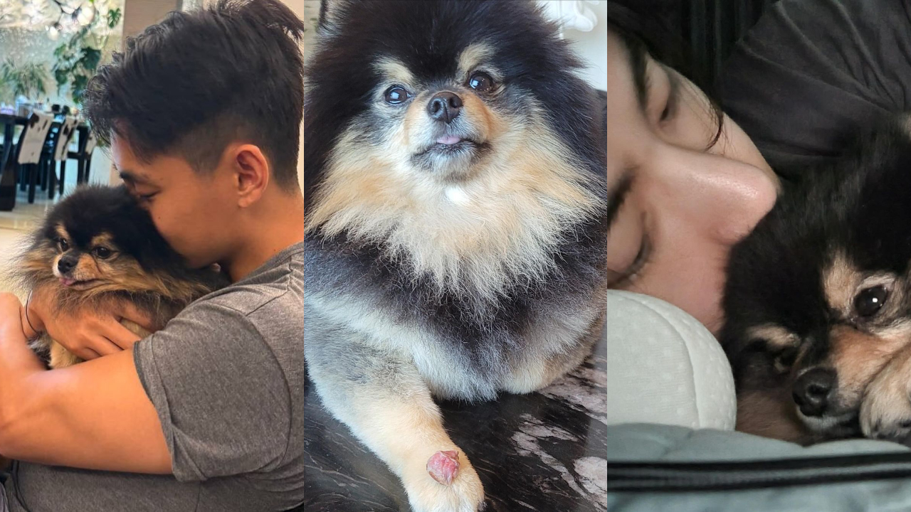 BTS' V aka Kim Taehyung shares heartwrenching post as his beloved dog Yeontan dies. Read more