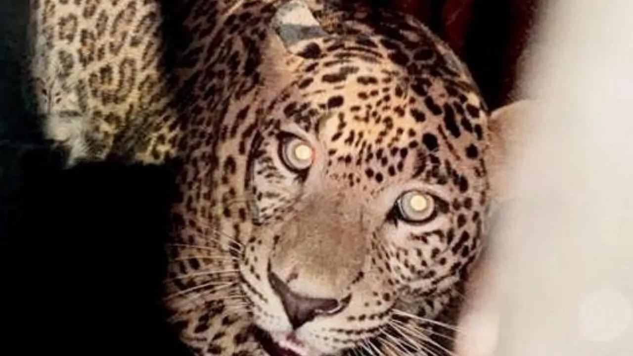 Leopard spotted in Mysuru Infosys campus, forest dept launches combing ops