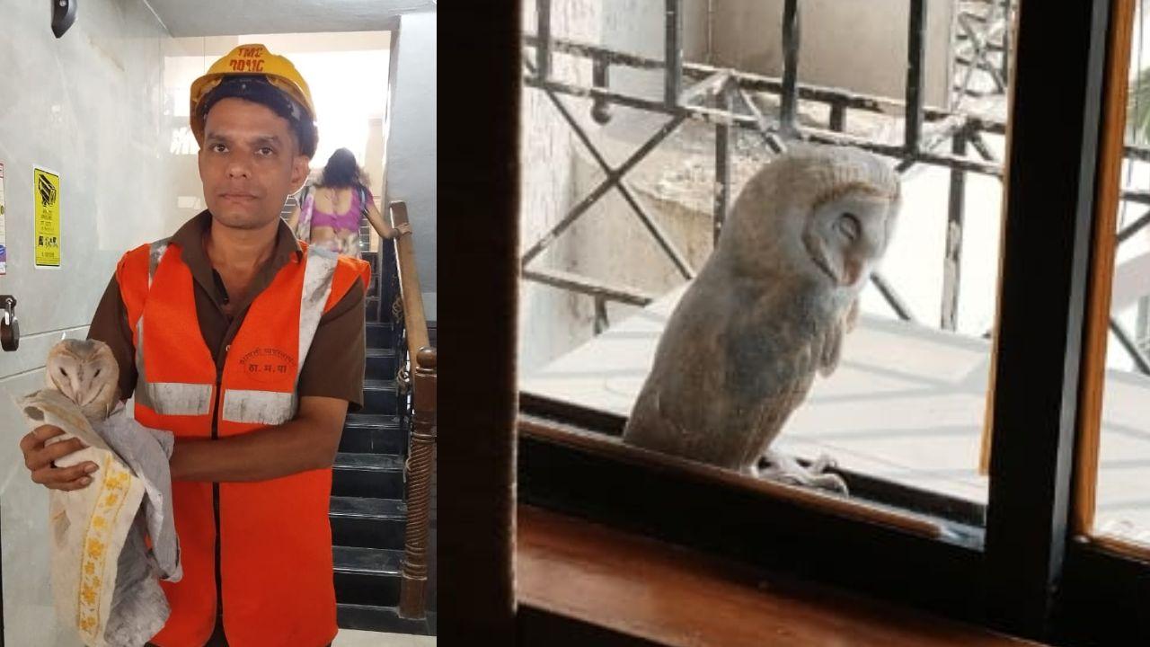 Thane: Owl rescued from eighth floor window of residential building