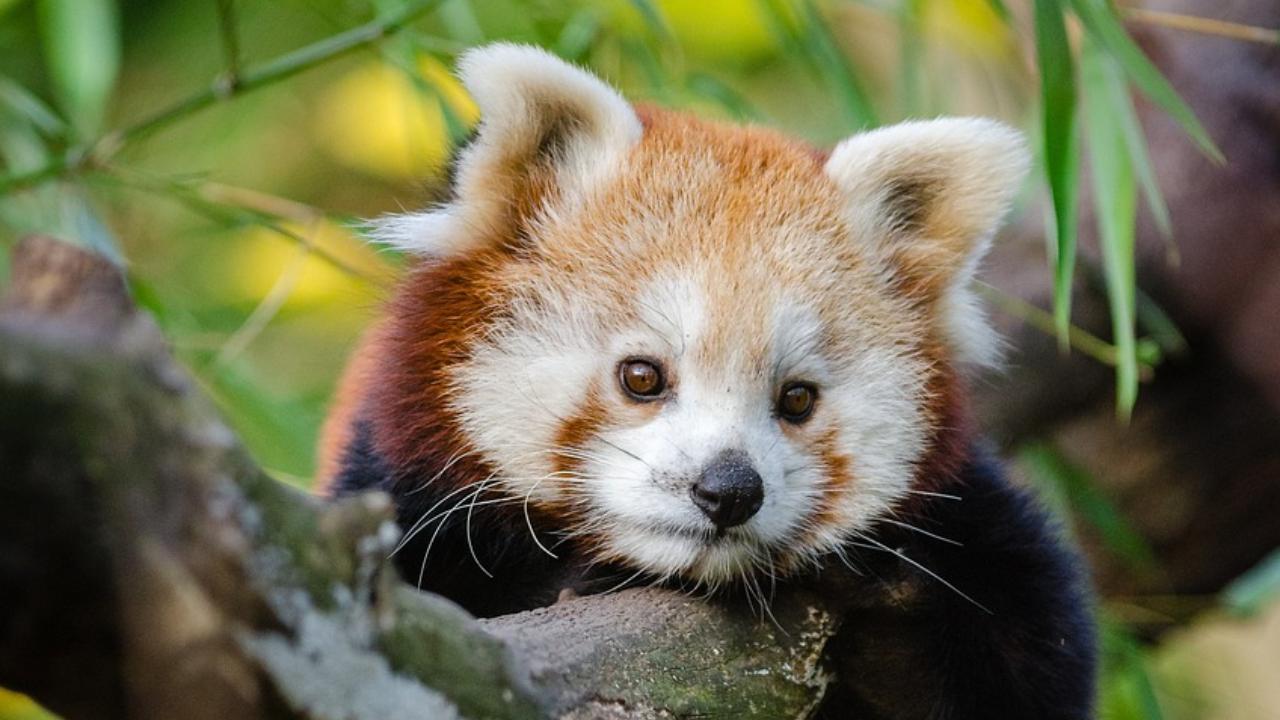 'A Christmas gift': Two red pandas brought to Darjeeling zoo from Netherlands