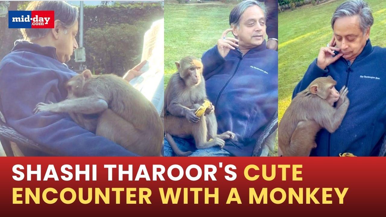 Shashi Tharoor shares adorable moment with a monkey in his garden