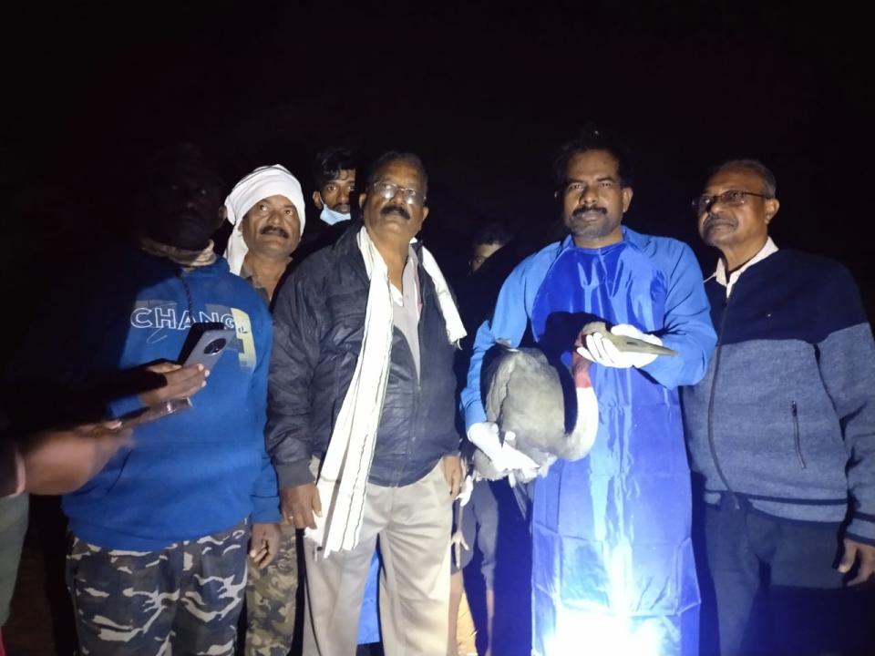 BNHS tagged and ringed the first Sarus Crane in Vidarbha region