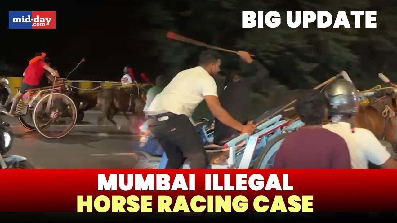 Mira-Bhayander Illegal Horse Racing: PETA India wins interim custody of horses