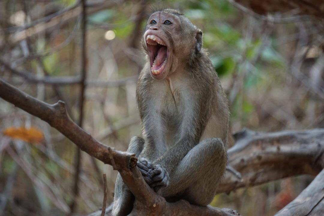 Mumbai: Three monkey attack incidents reported in the city over past 10 days