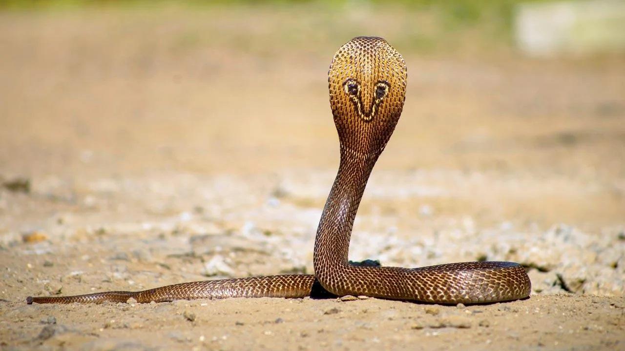 Centre declares snakebites a notifiable disease in India