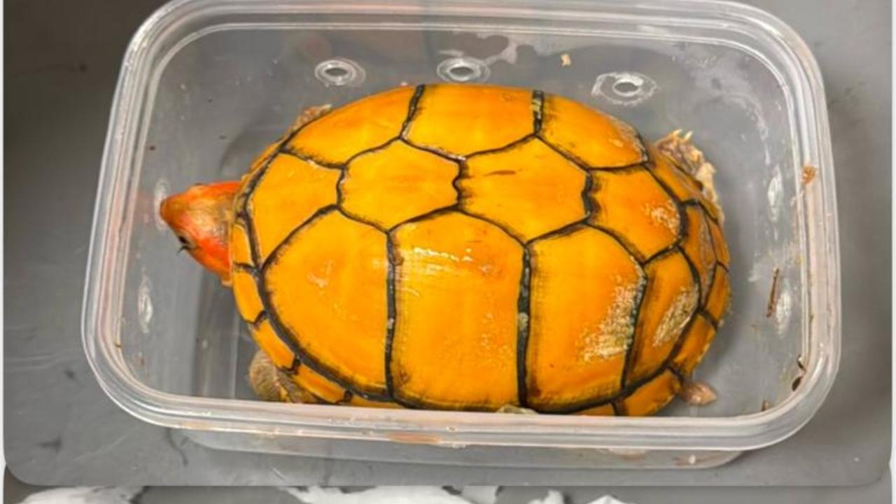 Exotic turtles seized at Mumbai airport, two held