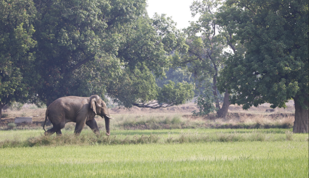 Maharashtra: 25-year-old dies in human-wildlife conflict in Gadchiroli