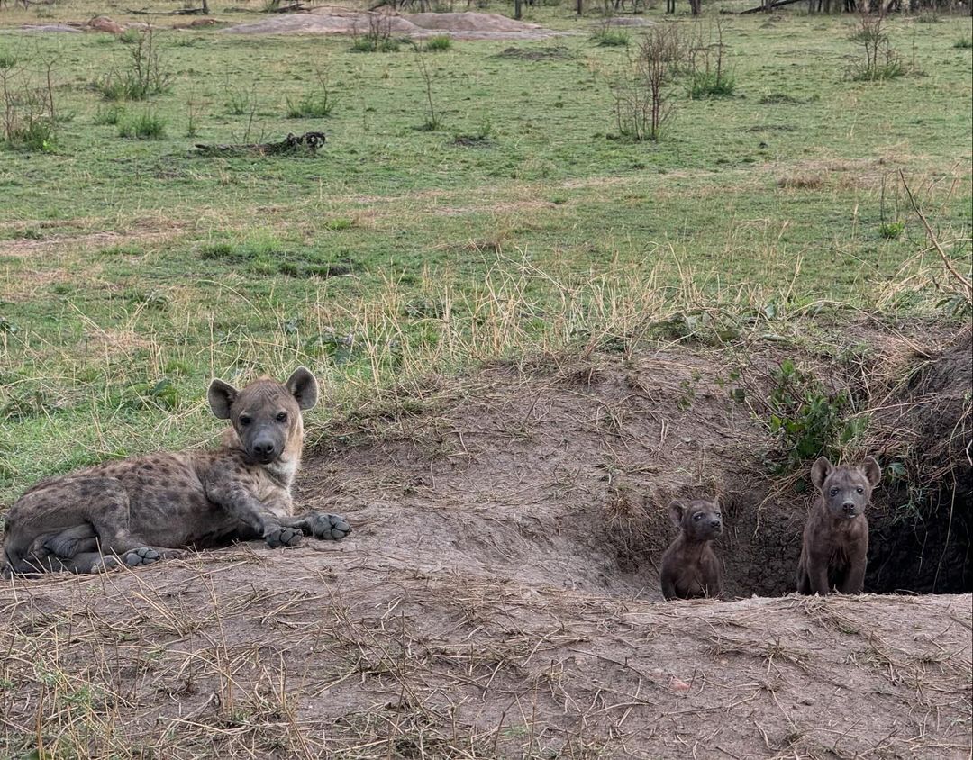 In the photos, she is seen thrilled during a jungle safari, excitedly spotting lions, giraffes, and other wildlife