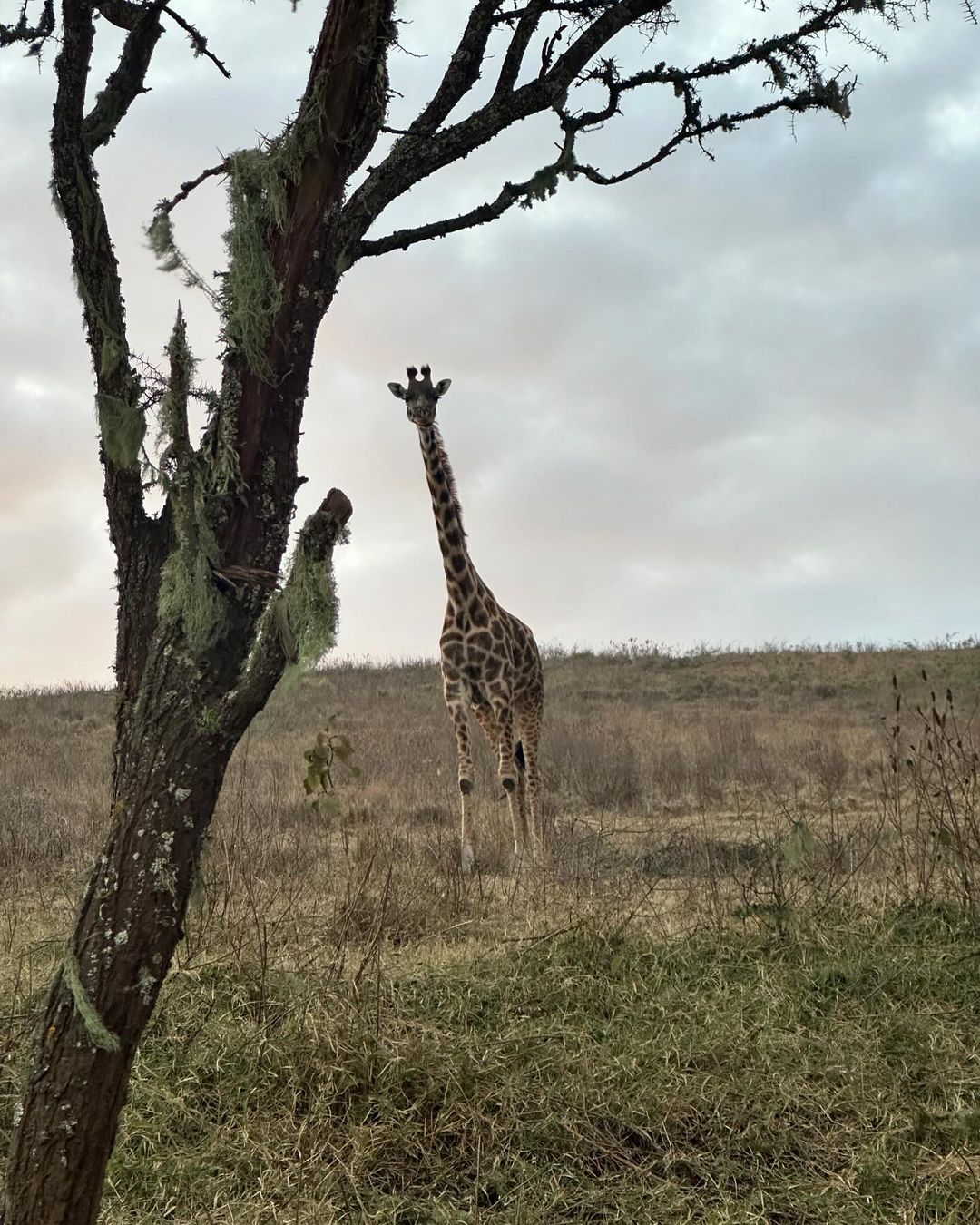 The post also included videos of wildlife, such as rhinoceroses, lions, giraffes, and elephants