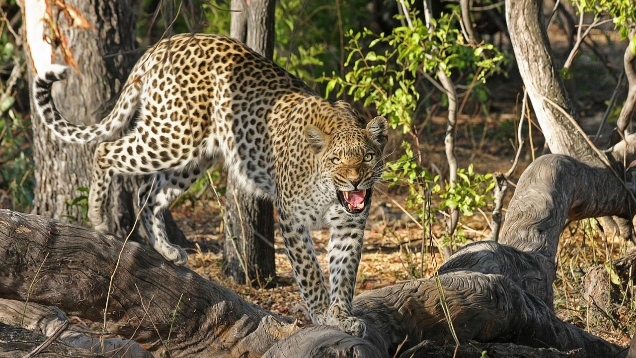 Govt plans leopard sterilization to control population growth