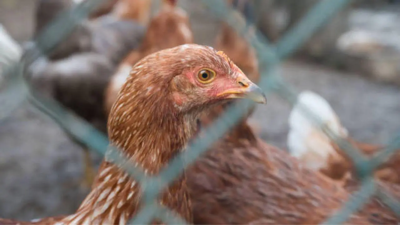 Nagpur zoo halts chicken meals for wild animals amid bird flu concerns