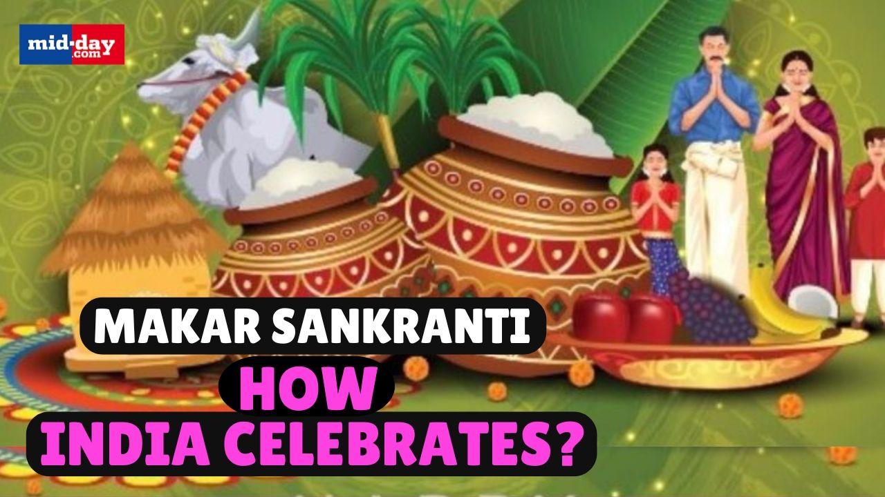 Makar Sankranti 2025: Why is Makar Sankranti celebrated & how India celebrates?